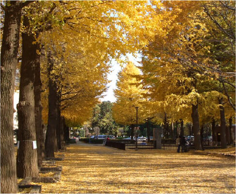 写真：小平中央公園